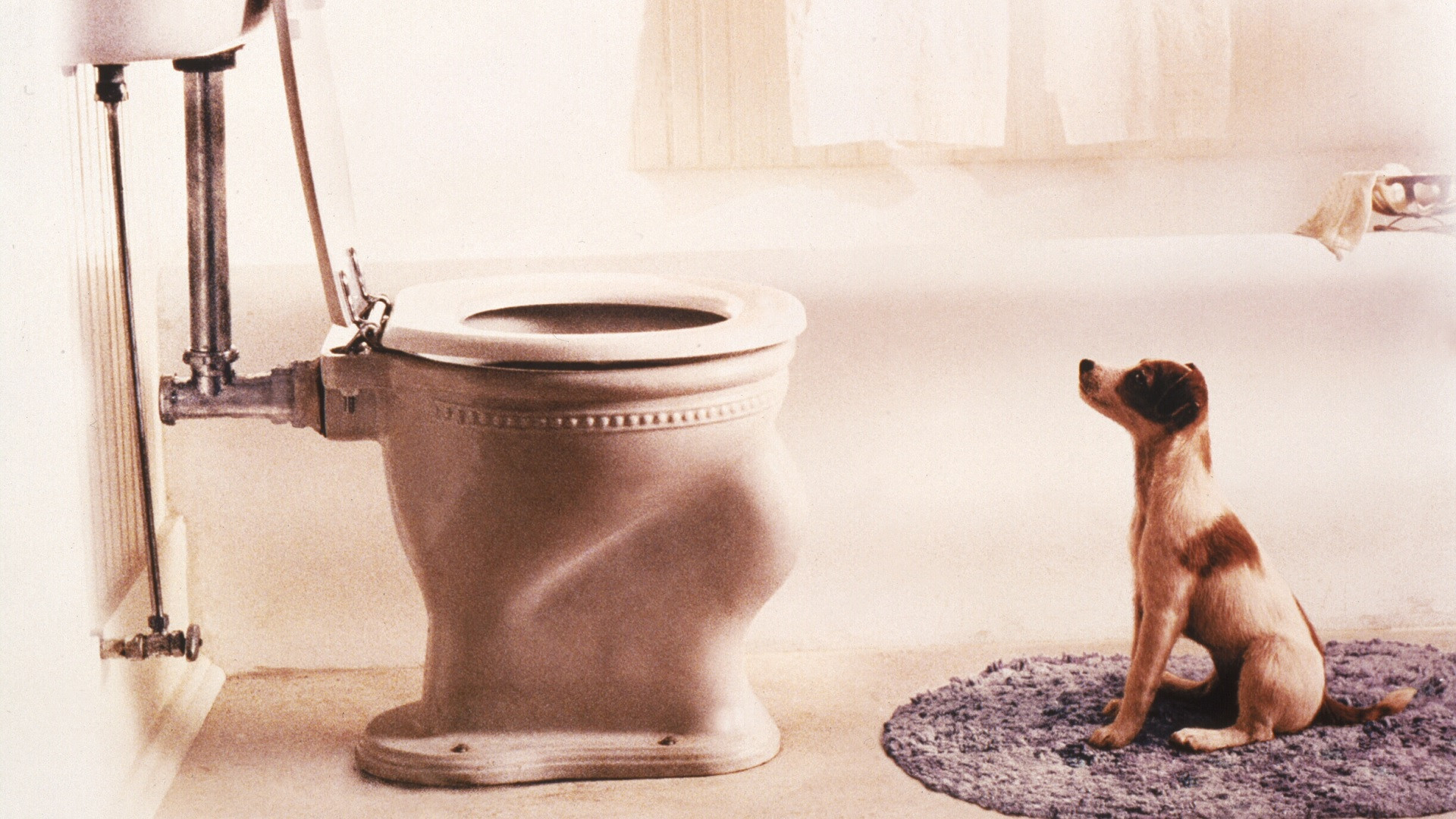 My Dog Skip Background