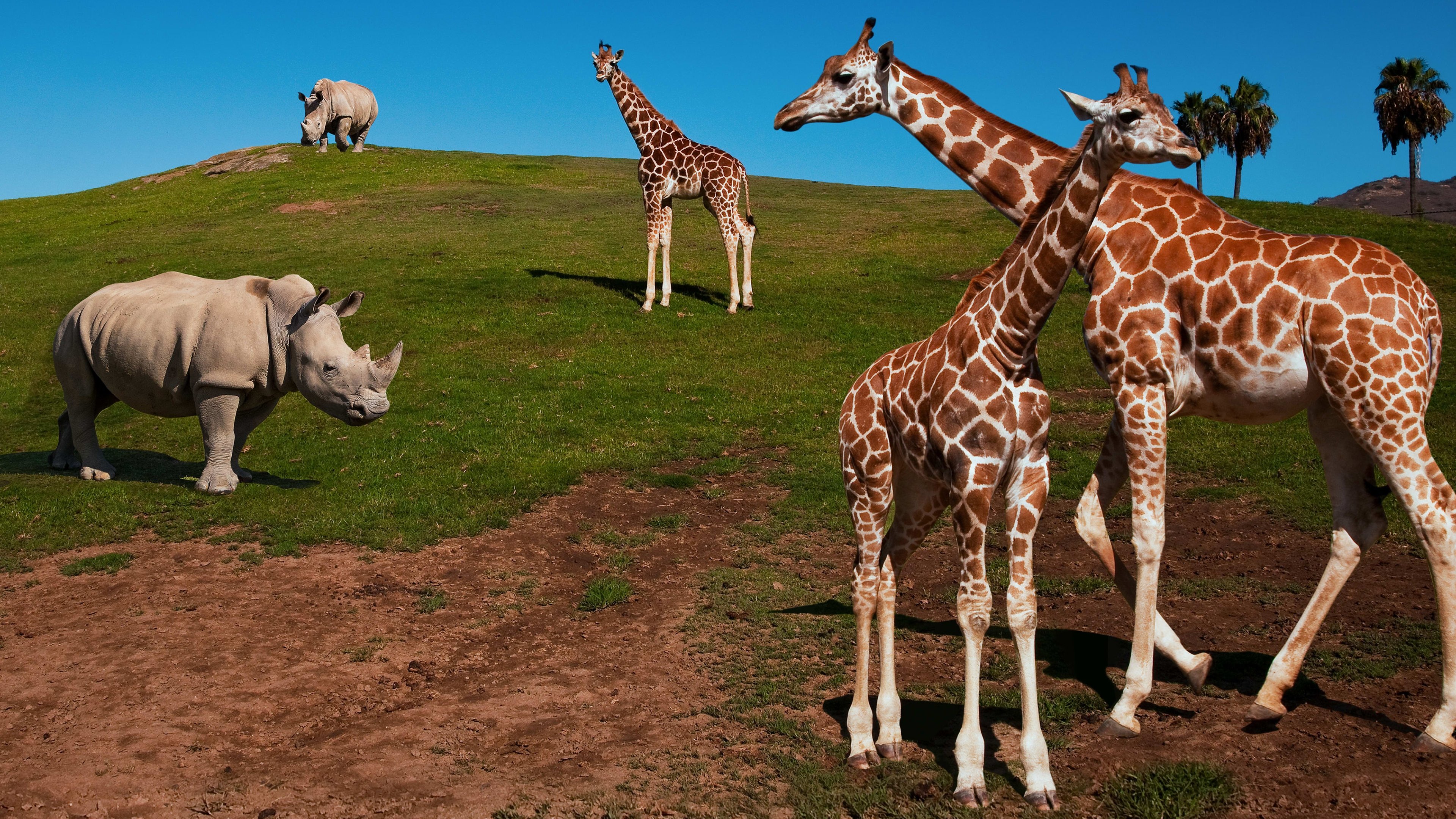 The Zoo: San Diego Background