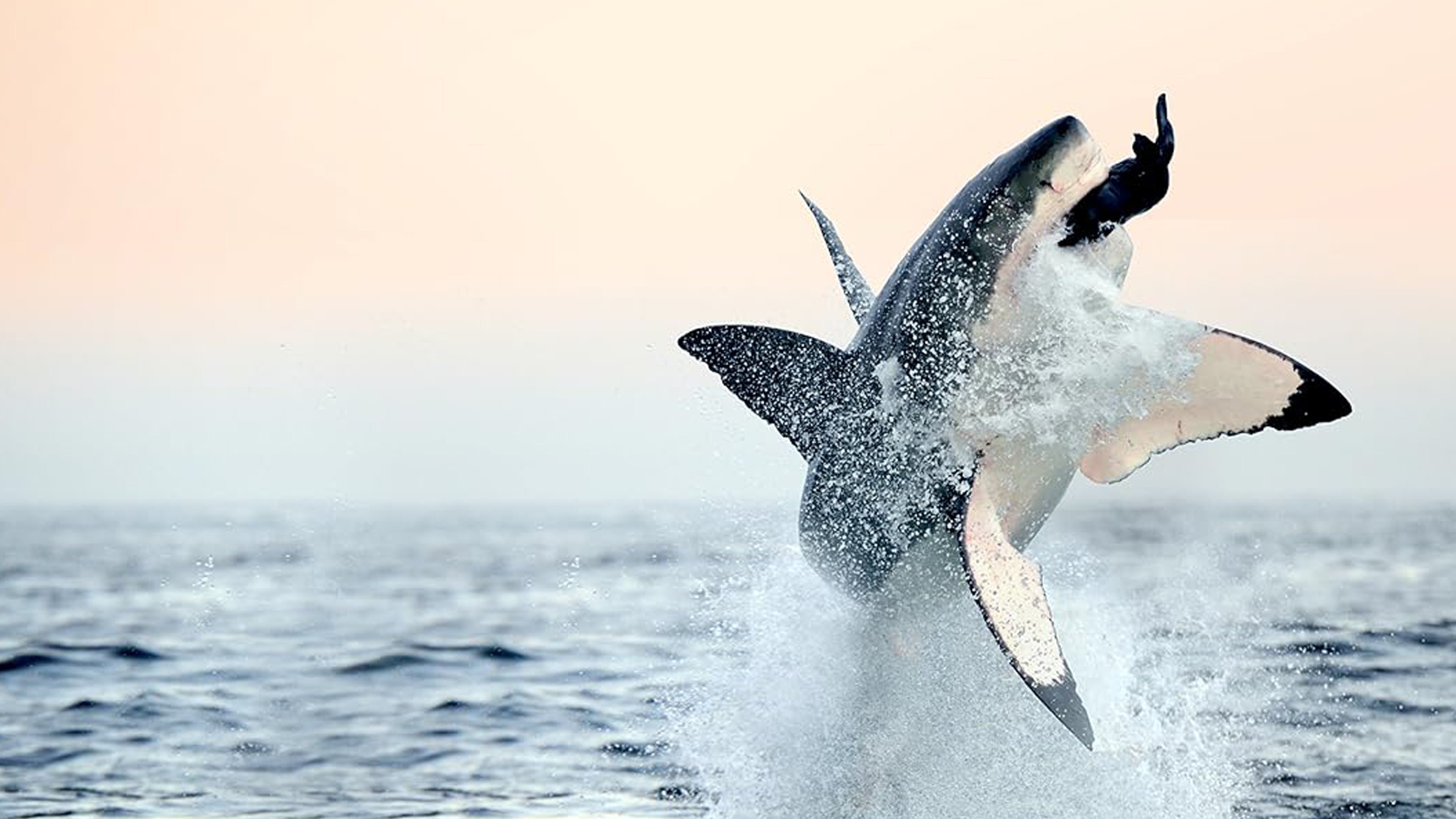 Air Jaws: Back From The Dead Background