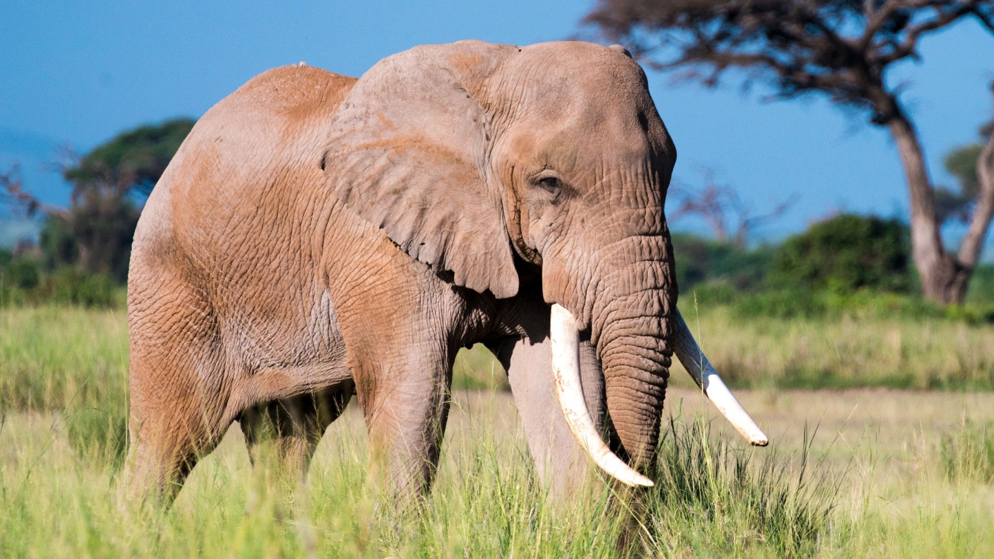 Aging in the Wild Background