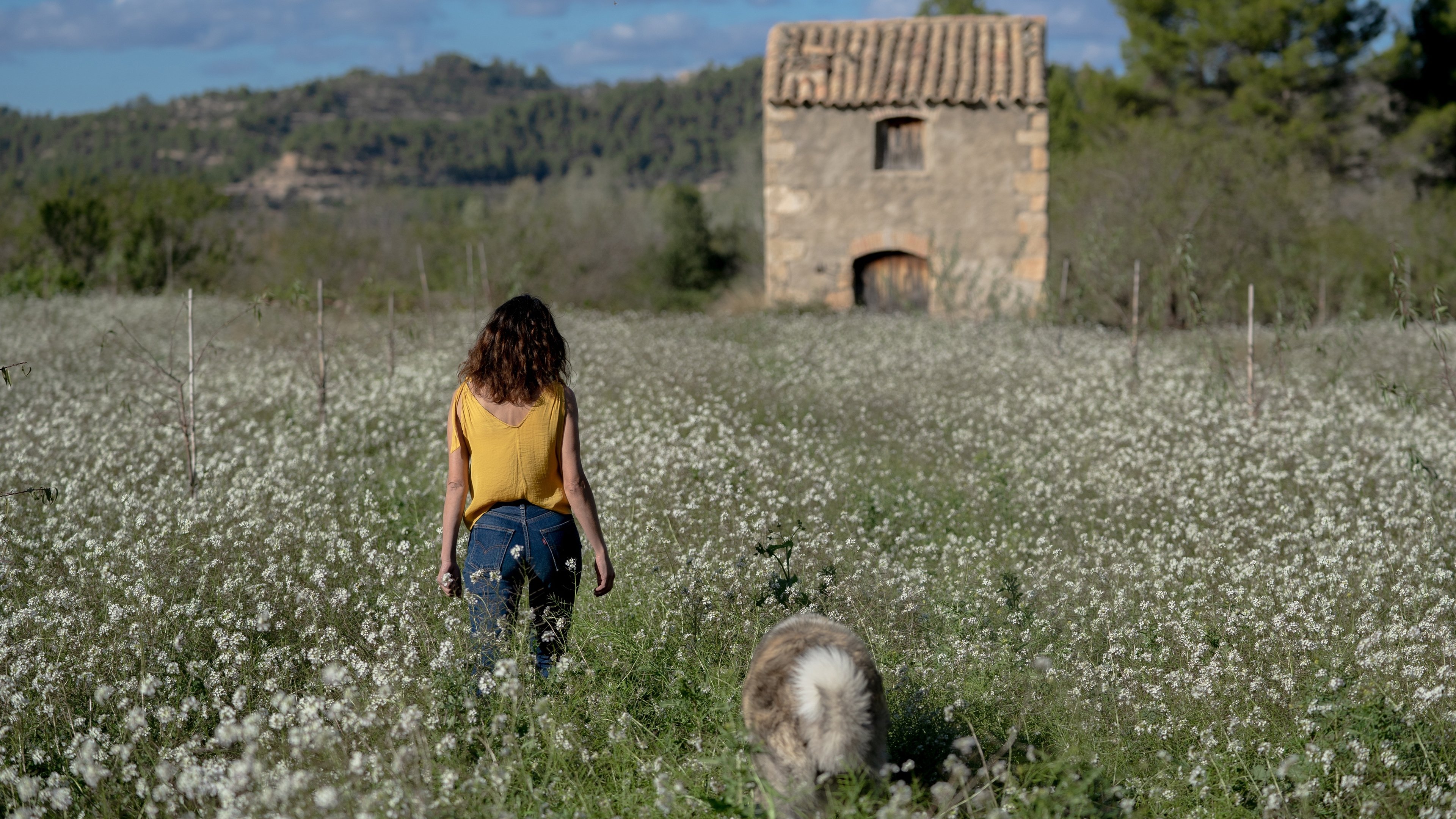 Los destellos Background