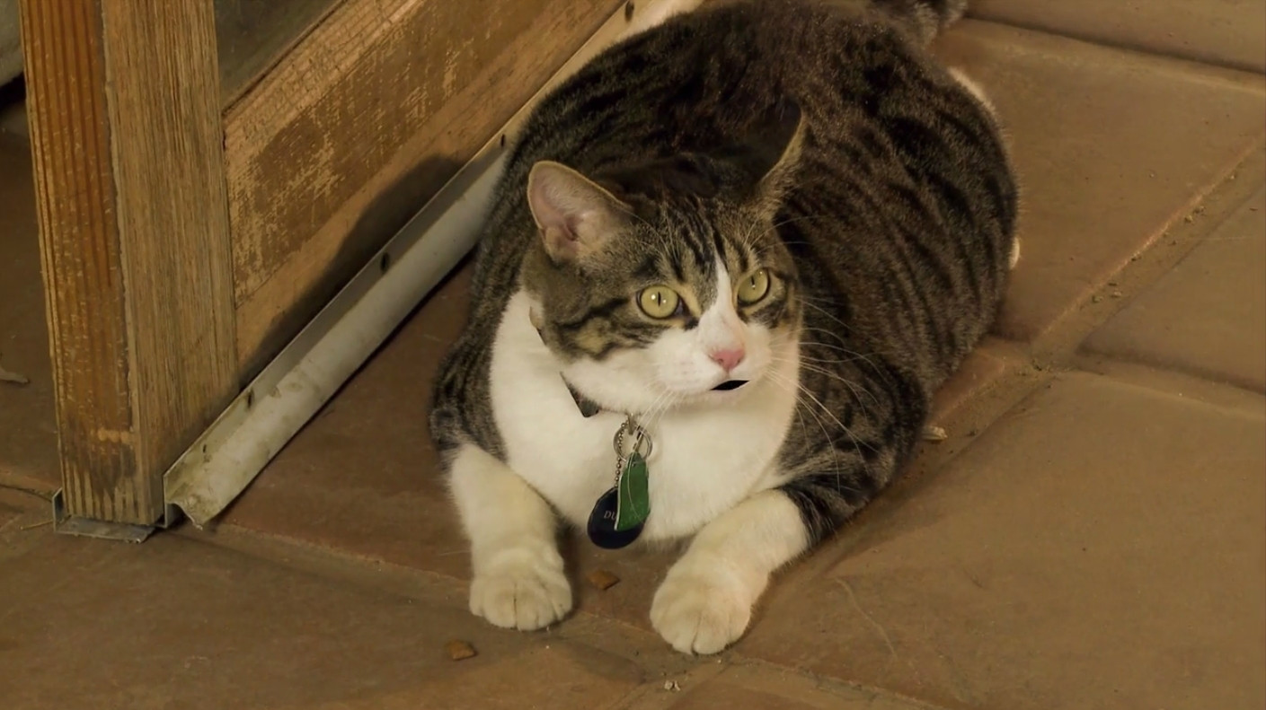 A Talking Cat!?! Background