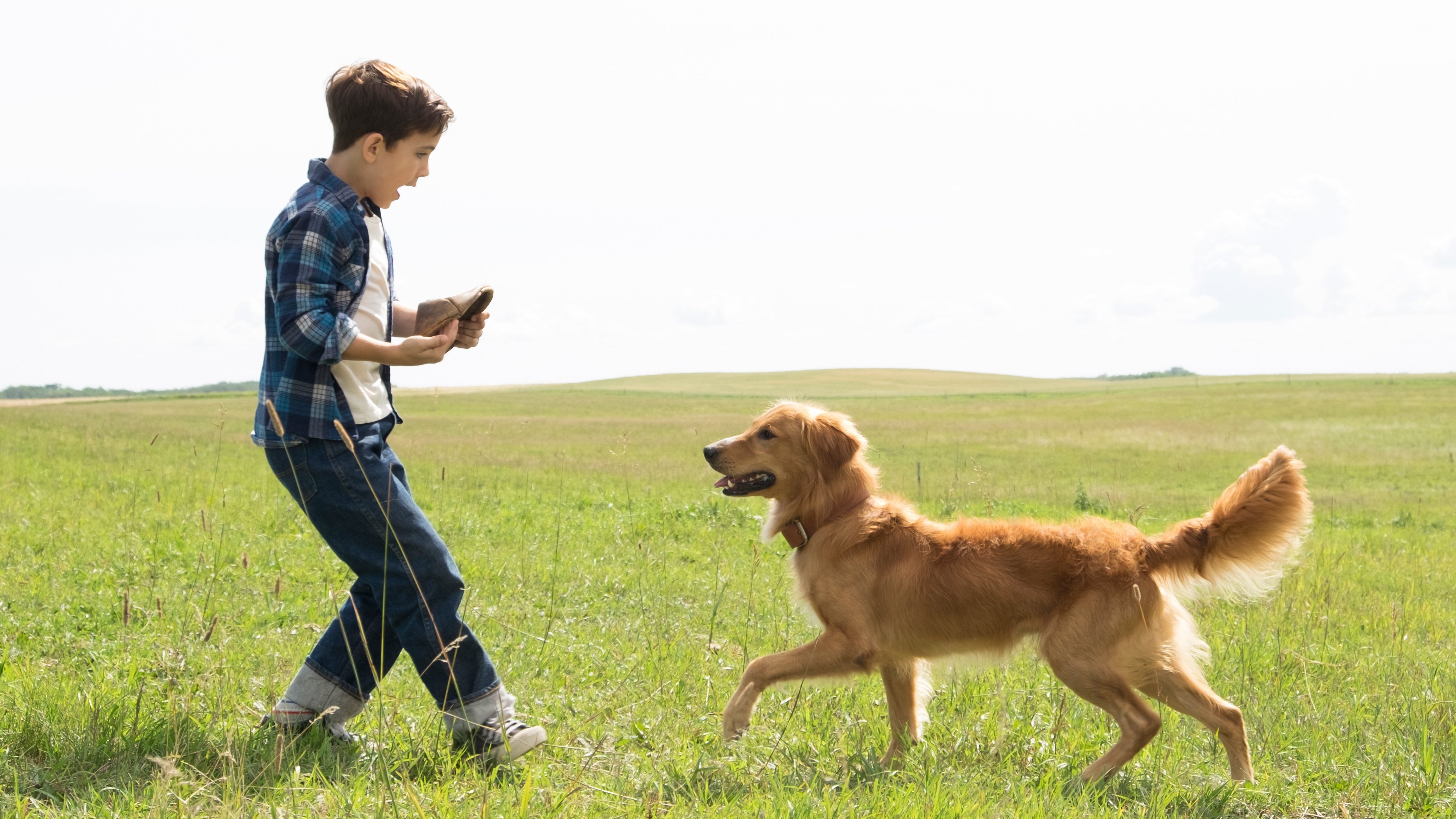 A Dog's Purpose Background