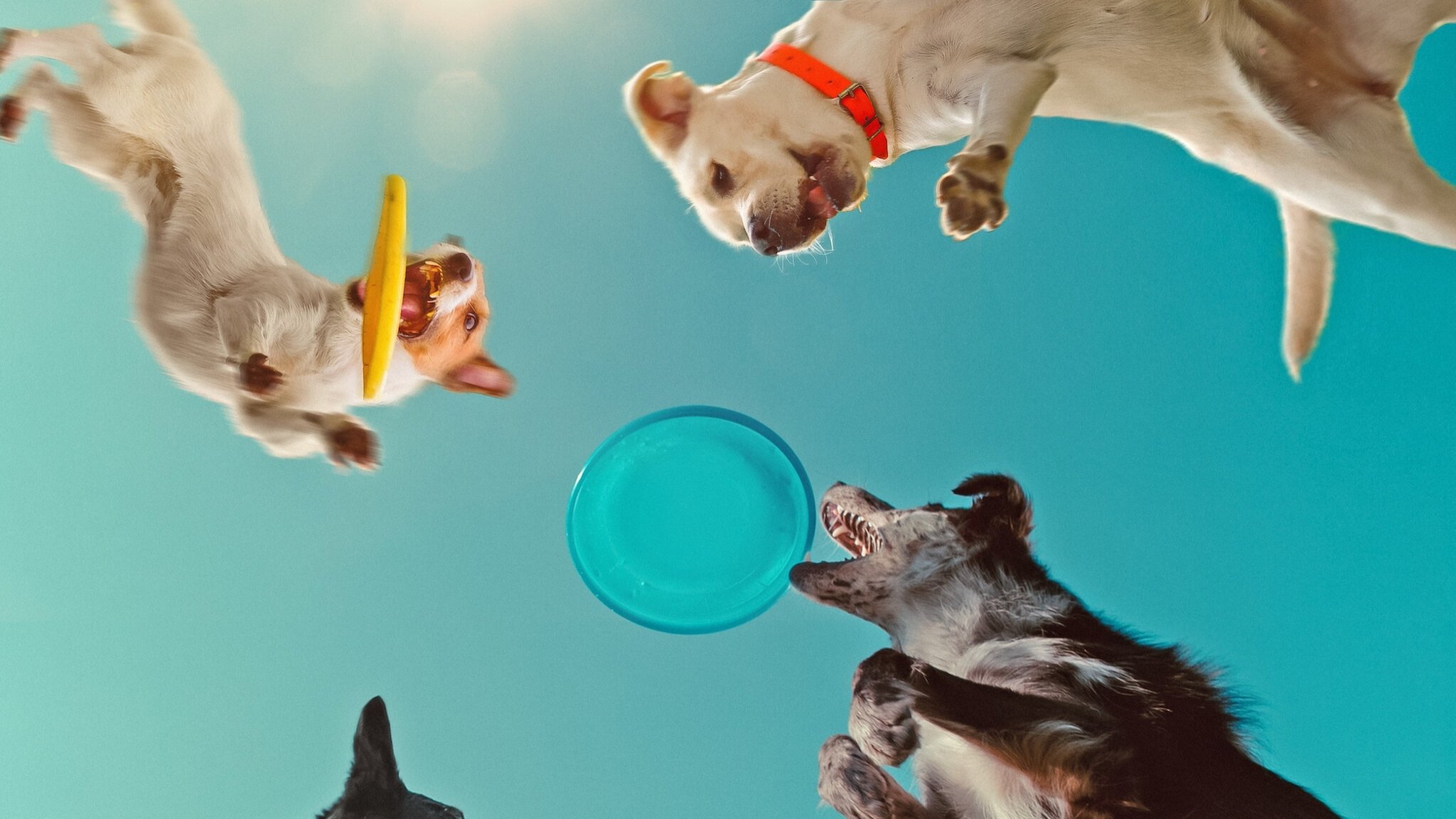 Inside the Mind of a Dog Background