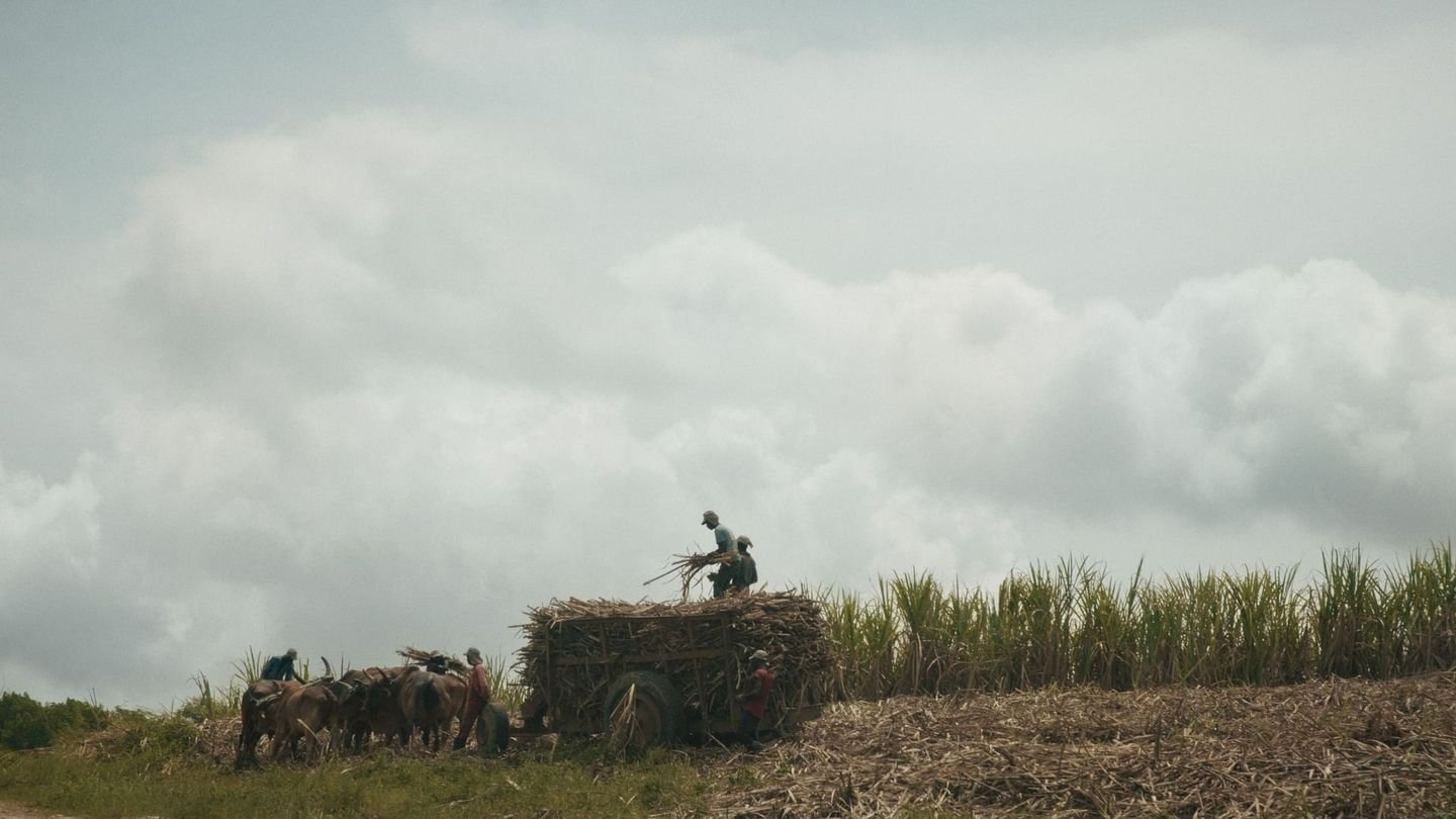 Le sucre, pour la douceur et pour le pire Background