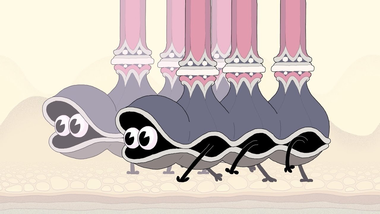 Double King Background