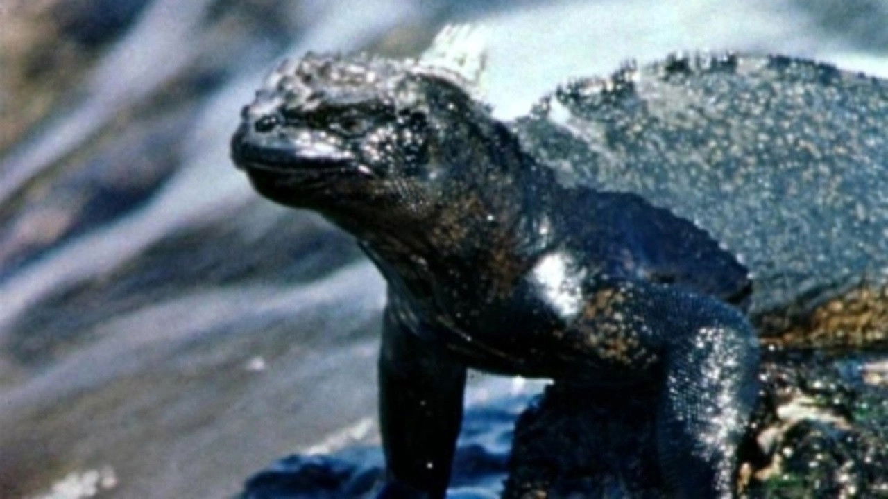 Islands of the Sea Background