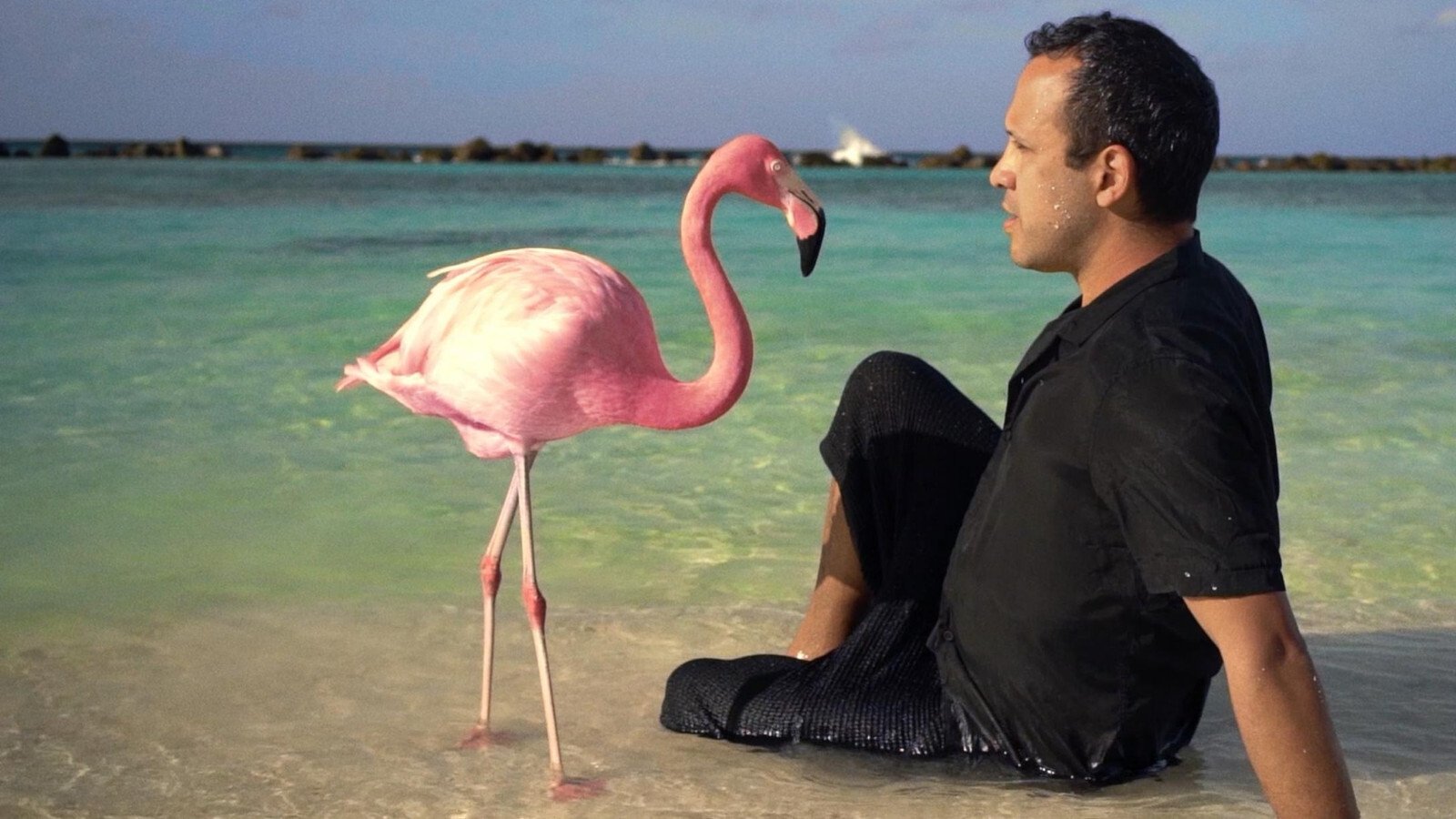 The Mystery of the Pink Flamingo Background