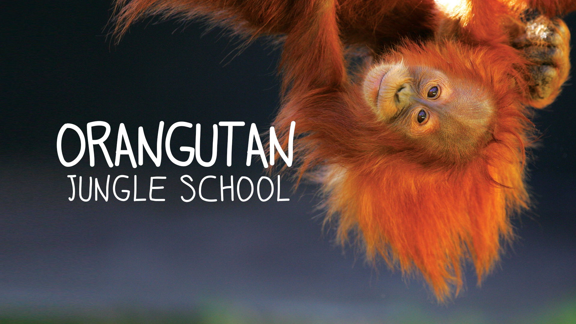 Orangutan Jungle School Background