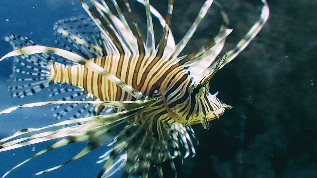 Nanairo no Suisou Background