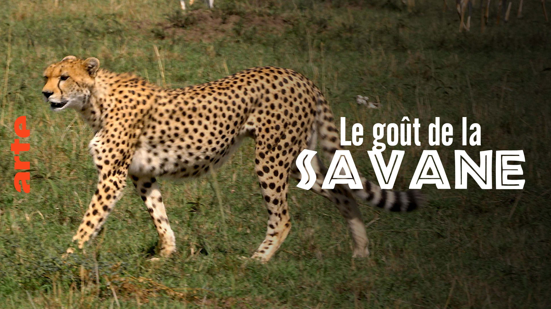 Le Goût de la savane : Herbivores et carnivores, festins croisés Background