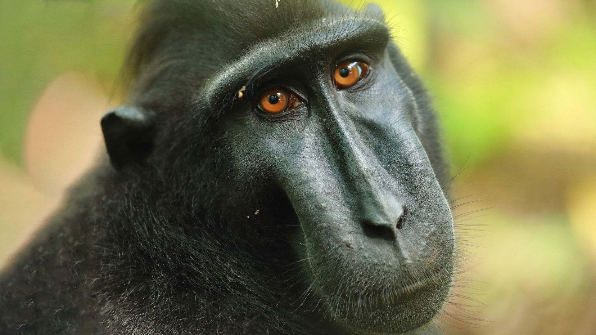 Islands in Time: A Wildlife Odyssey Background