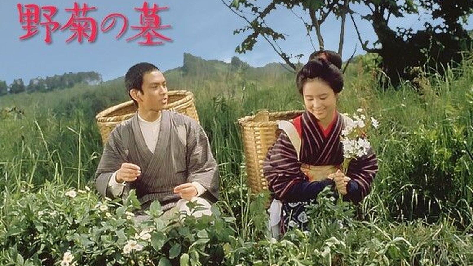 The Wild Daisy Background