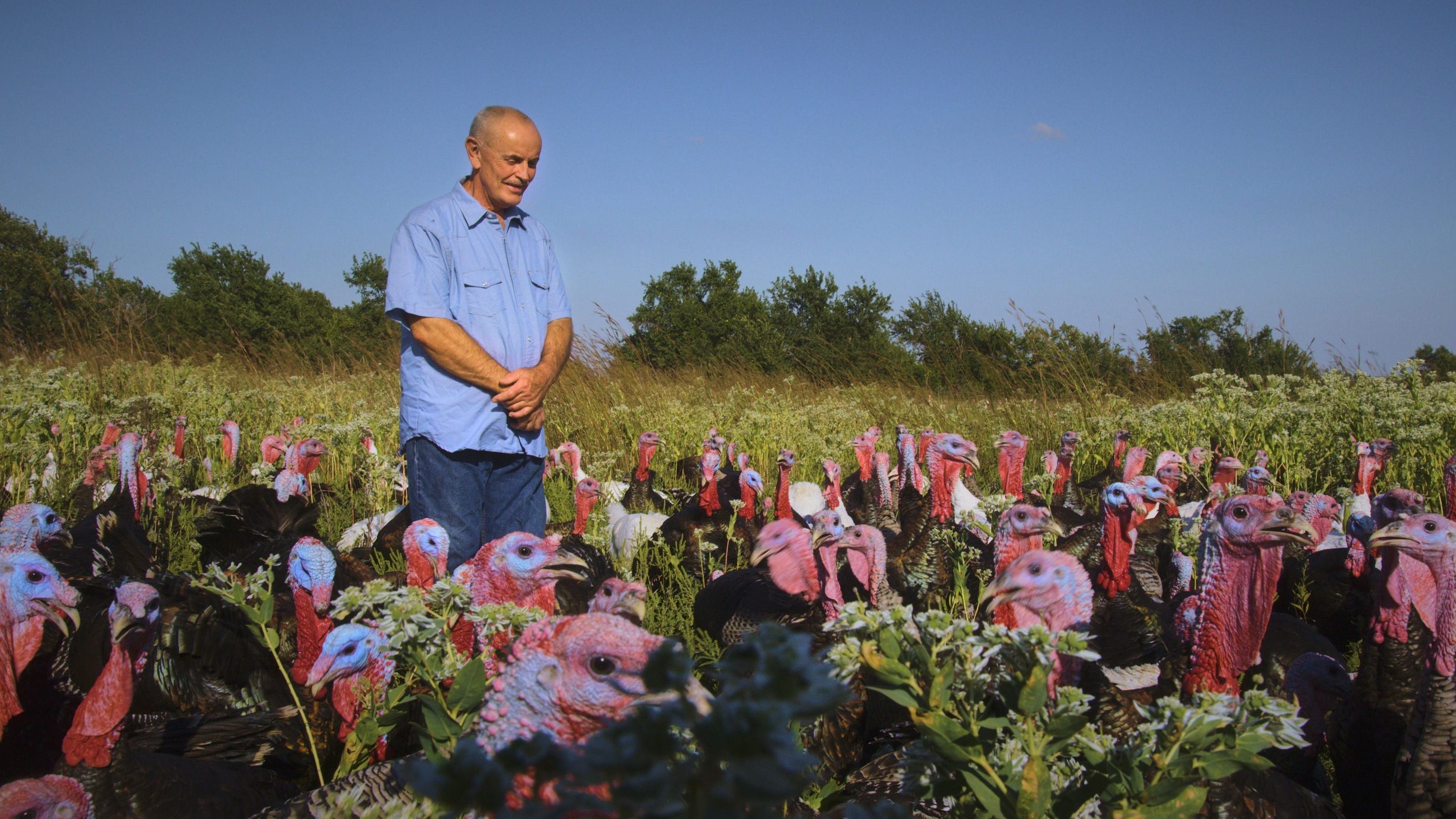 Eating Animals Background