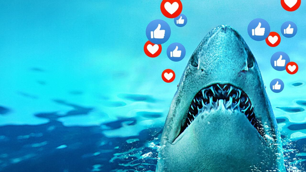 Sharks Gone Viral Background