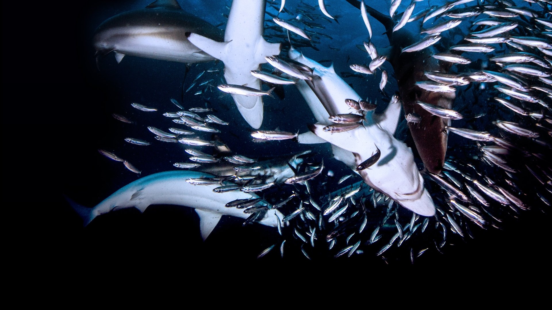 Great Shark Chow Down Background