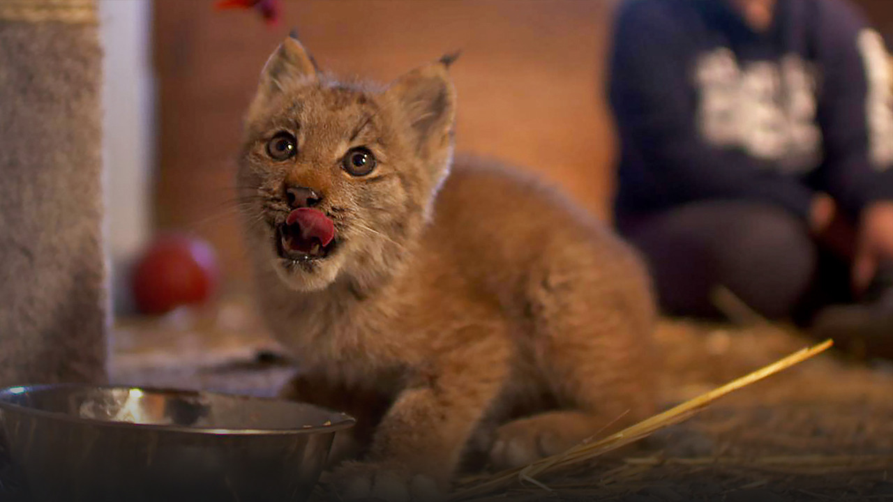 Alaska Animal Rescue Background