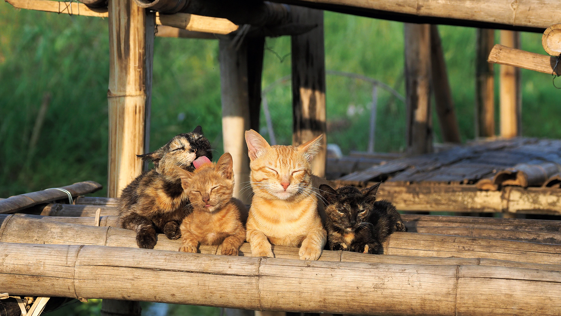 Mitsuaki Iwago's World “Cats” Travelogue Background