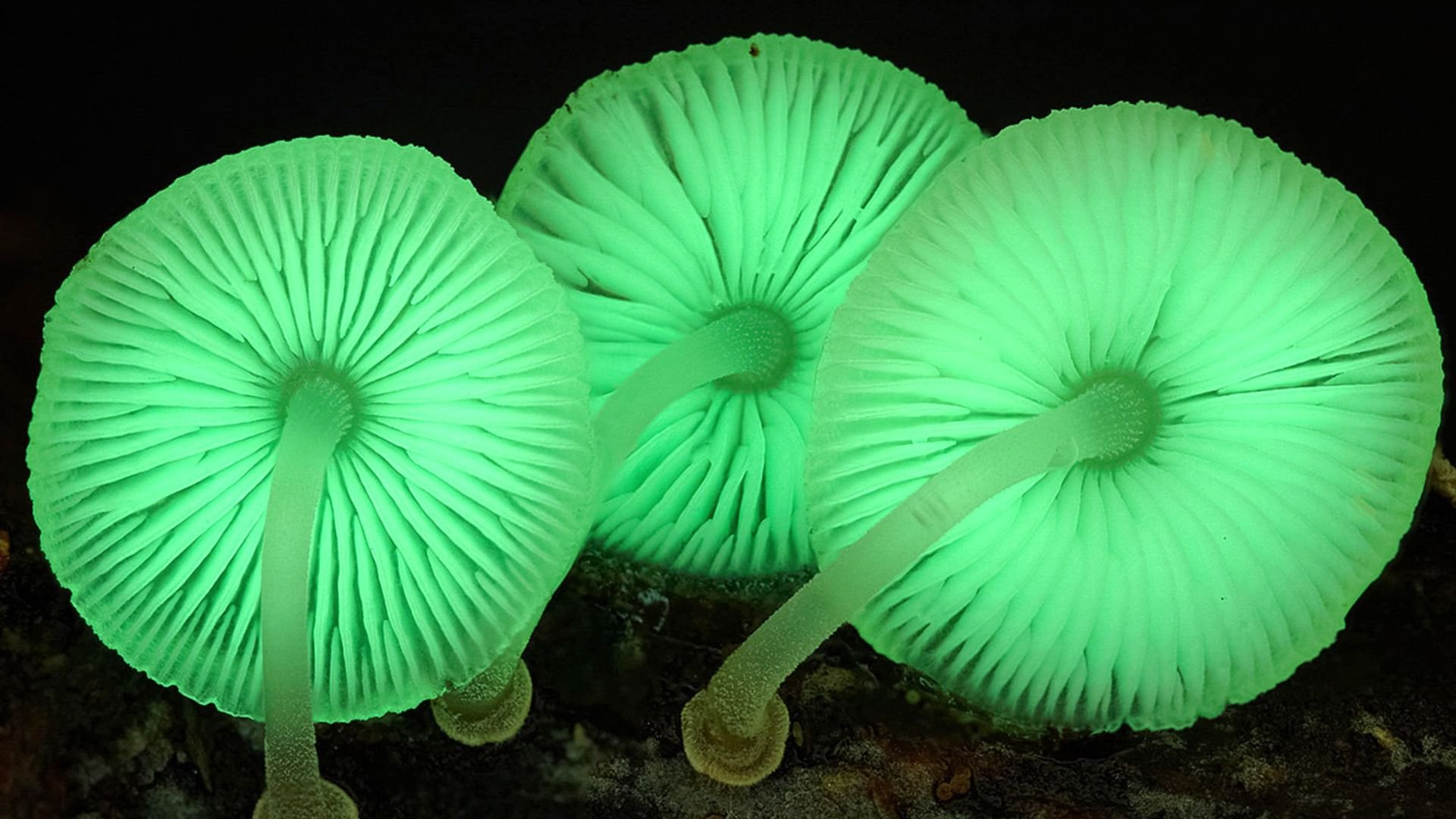 The Kingdom: How Fungi Made Our World Background