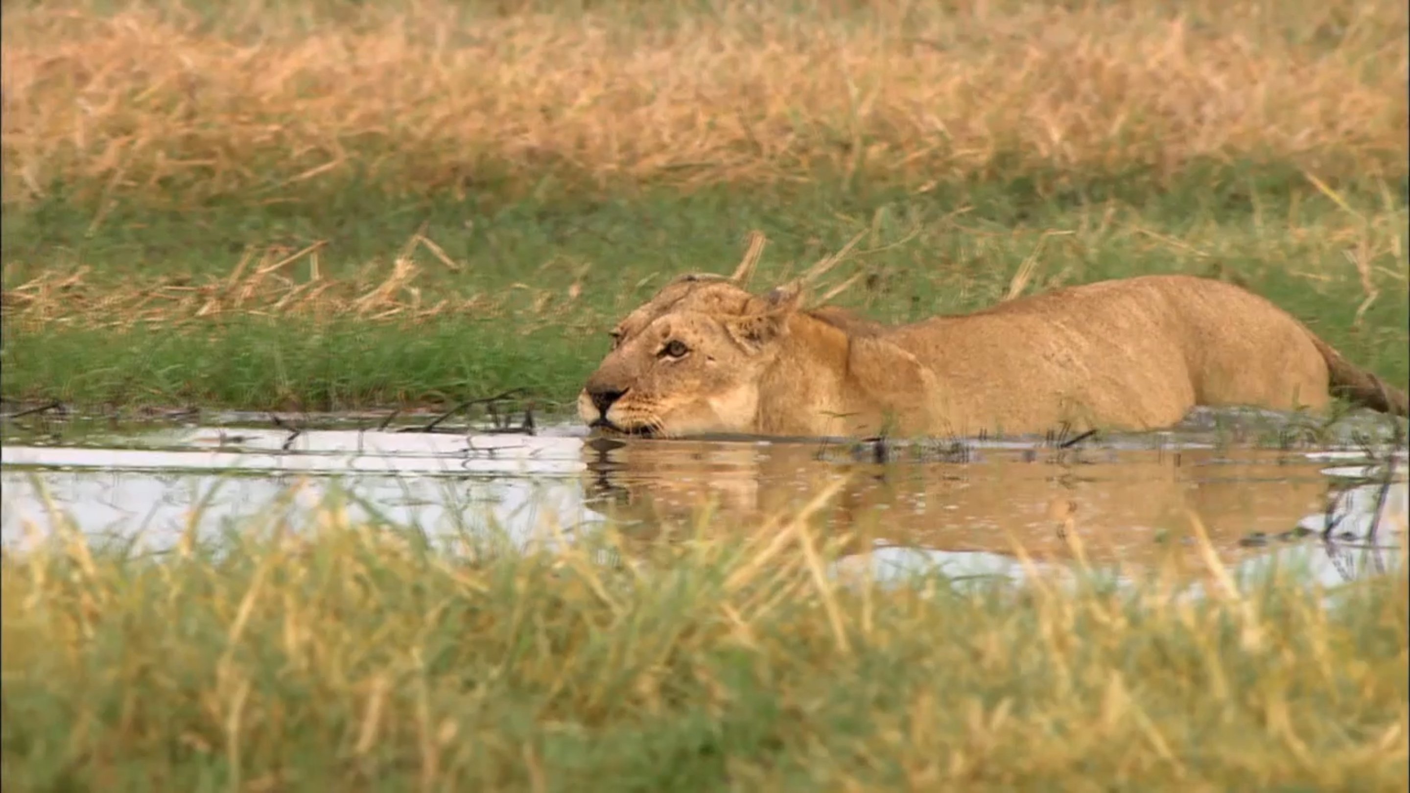 Swamp Lions Background